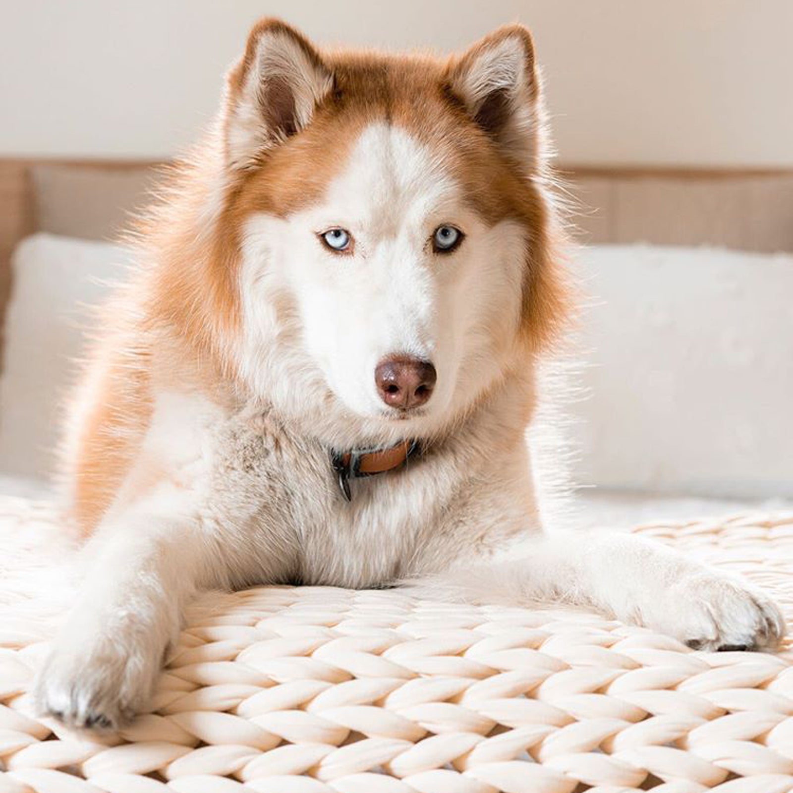Do Dogs Dream? Exploring The Sleep Science Of Canines.