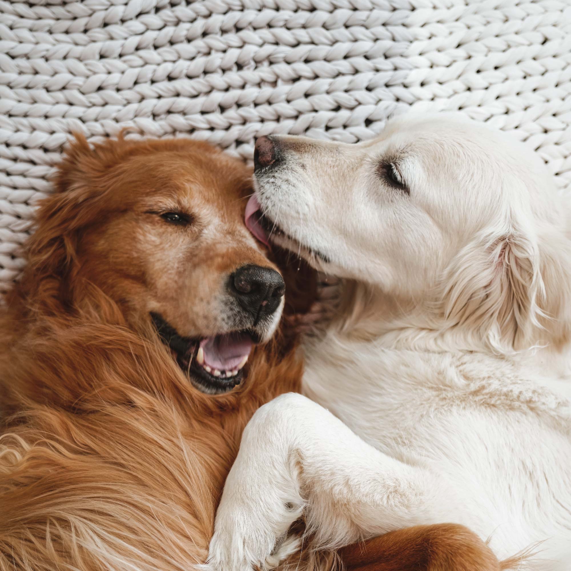 why do dogs dig in their beds